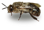 Biene