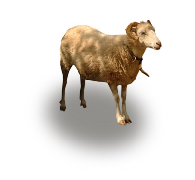 Bock