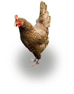 Huhn