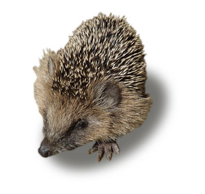 Igel