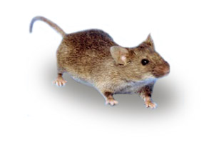 Maus