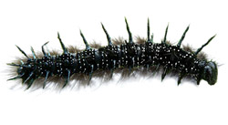 Raupe