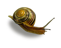 Schnecke