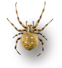 Spinne